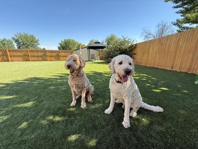 BONDED PAIR!! Bella (Female) & Baker (Male)-5 years old-F1 Goldendoodles - Image 6