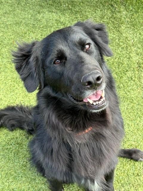 Kenny-2 years old-Golden Retriever Mix (Male) - Image 4
