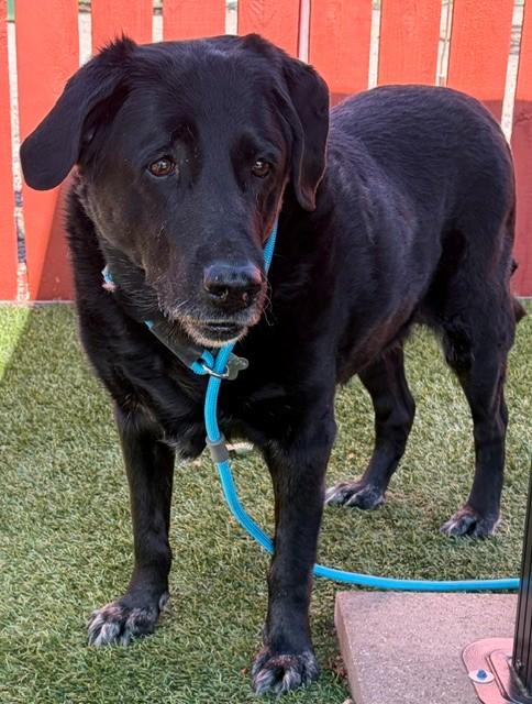 Maggie-12 years old (Female) Black lab - Image 8