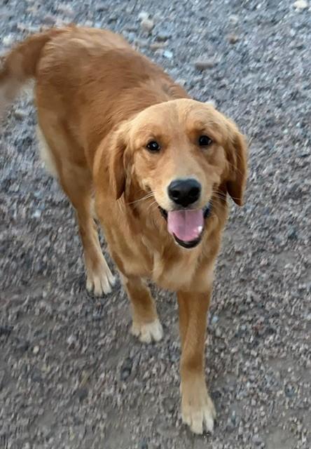 Atlas-11 months old (Male) - Image 5