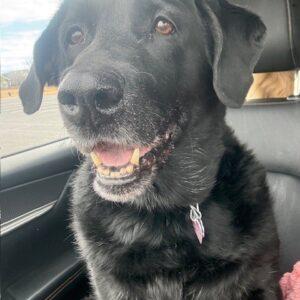 Maggie-12 years old (Female) Black lab