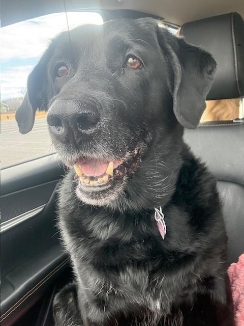 Maggie-12 years old (Female) Black lab