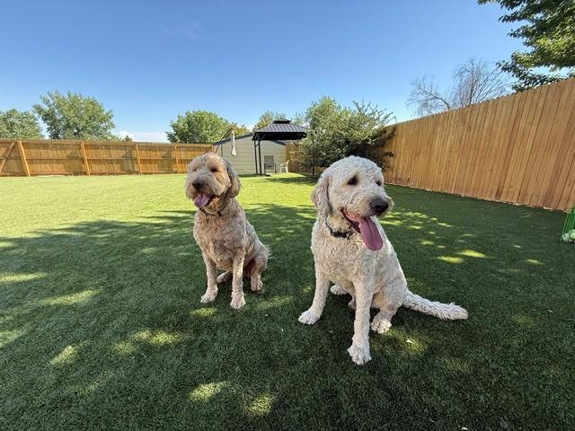 BONDED PAIR!! Bella (Female) & Baker (Male)-5 years old-F1 Goldendoodles - Image 7