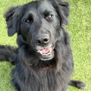 Kenny-2 years old-Golden Retriever Mix (Male)