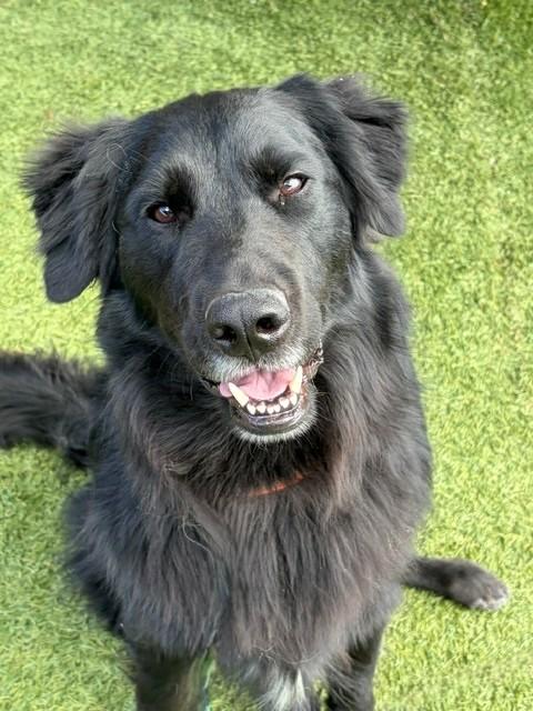 Kenny-2 years old-Golden Retriever Mix (Male)