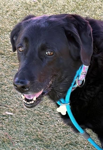 Maggie-12 years old (Female) Black lab - Image 9