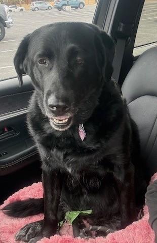 Maggie-12 years old (Female) Black lab - Image 3