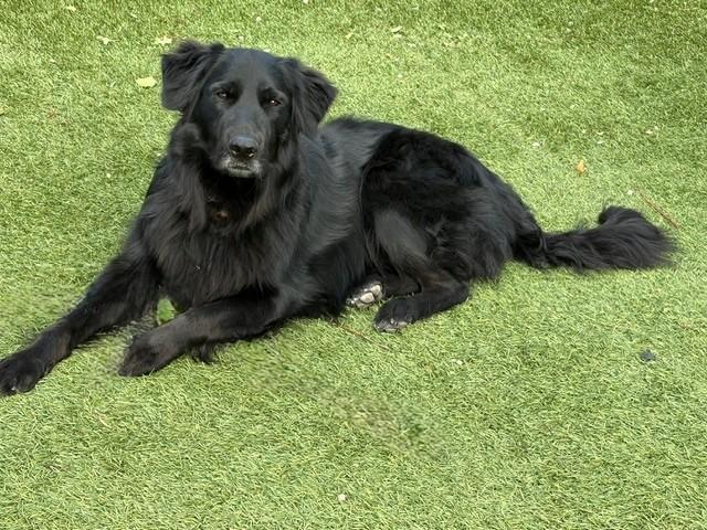 Kenny-2 years old-Golden Retriever Mix (Male) - Image 12