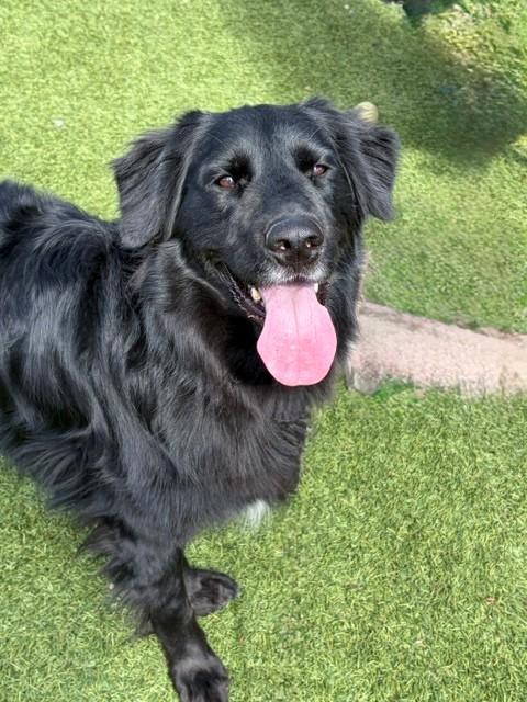 Kenny-2 years old-Golden Retriever Mix (Male) - Image 8