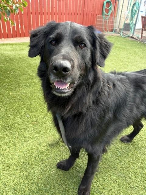 Kenny-2 years old-Golden Retriever Mix (Male) - Image 9
