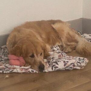 Ramsey-7 years old (Male)