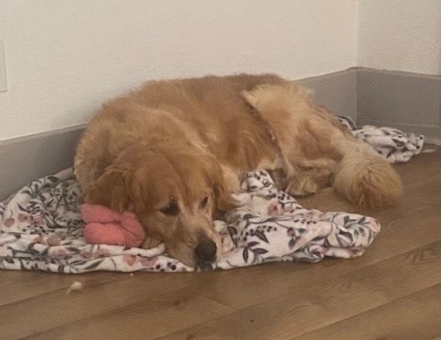 ADOPTED 7/5/26!! Ramsey-7 years old (Male)