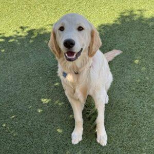 Aspen-6 months old (Female)