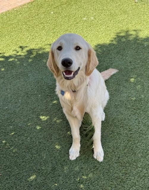 Aspen-6 months old (Female)