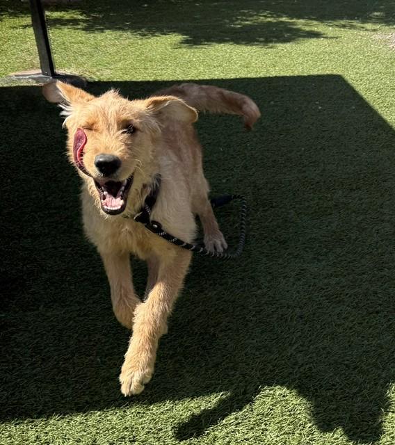 Paisley-6 months old-Female (Doodle mix) - Image 7