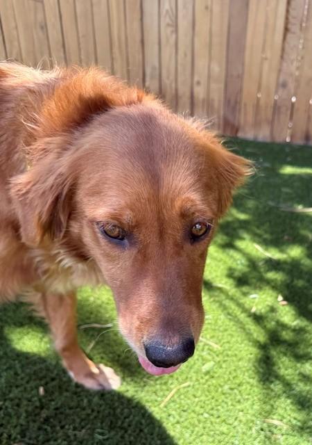 Abby-4 years old (Female) - Image 2