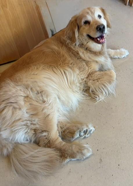 Honey-12 years old (Female) - Image 2