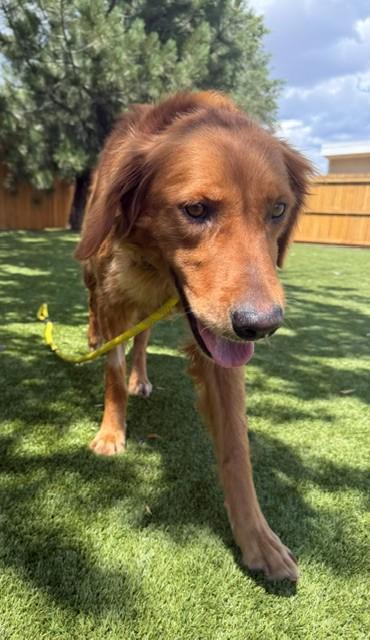 Abby-4 years old (Female) - Image 11