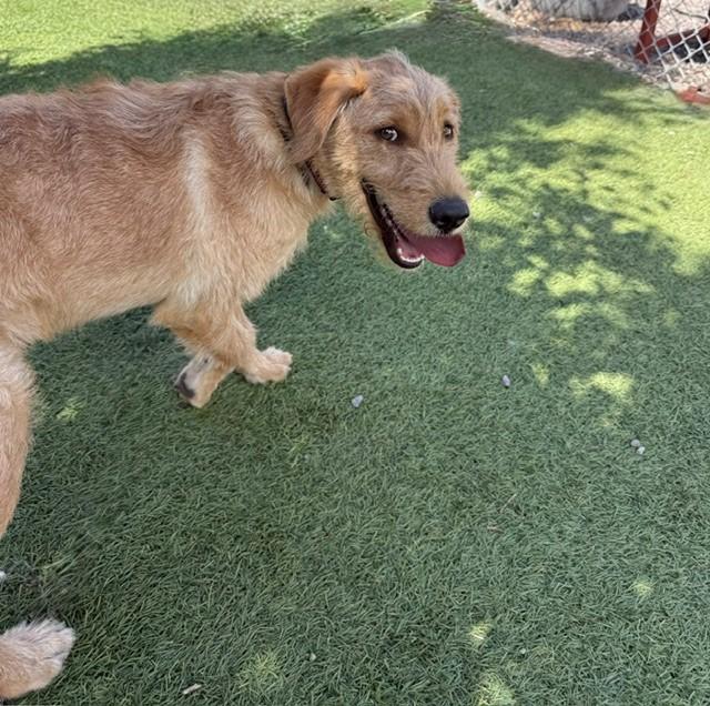 Paisley-6 months old-Female (Doodle mix) - Image 6