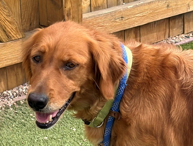 Abby-4 years old (Female) - Image 2