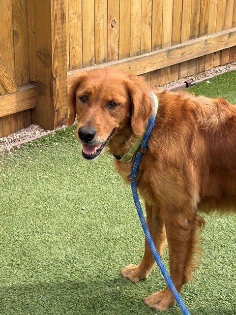 Abby-4 years old (Female) - Image 3