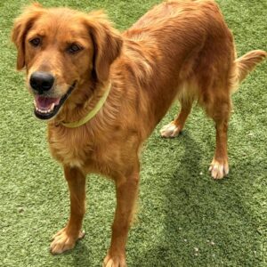 Abby-4 years old (Female)