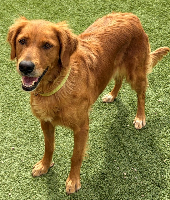 Abby-4 years old (Female)