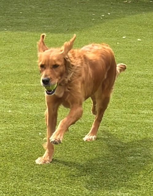 Abby-4 years old (Female) - Image 6