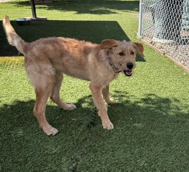 Paisley-6 months old-Female (Doodle mix) - Image 8