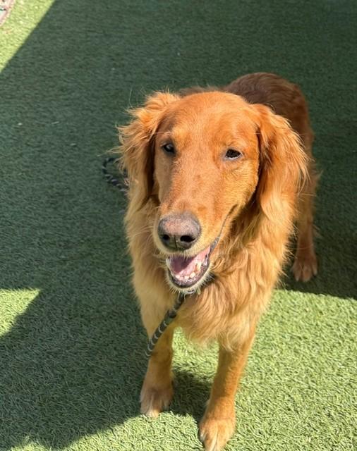 Kiva-9 years old - Image 2