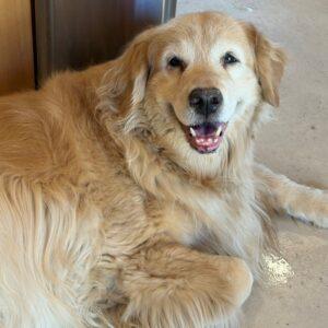 Honey-12 years old (Female)