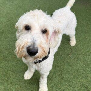 Quest-2 years old (Male) Goldendoodle