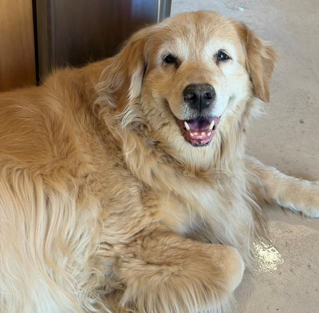 Honey-12 years old (Female)