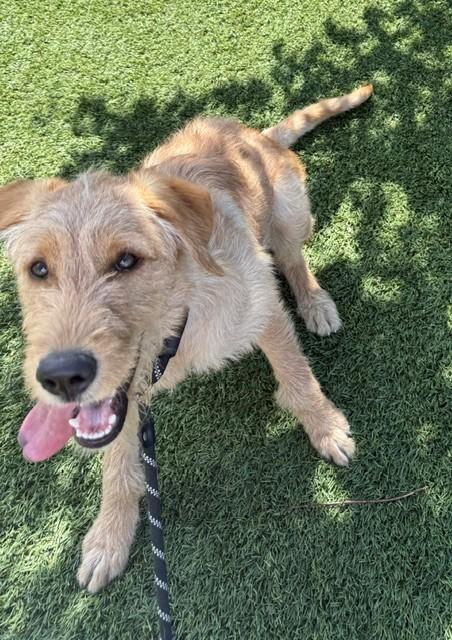 Paisley-6 months old-Female (Doodle mix) - Image 9