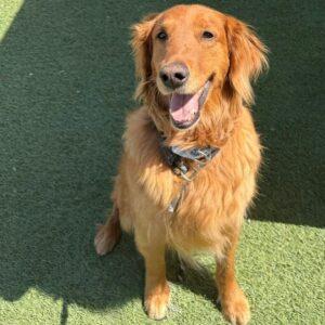 Kiva-9 years old