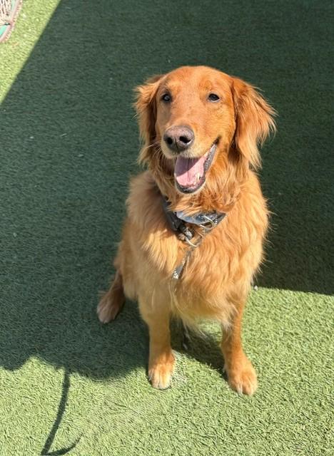 Kiva-9 years old