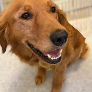 Allie-4 years old (Female)