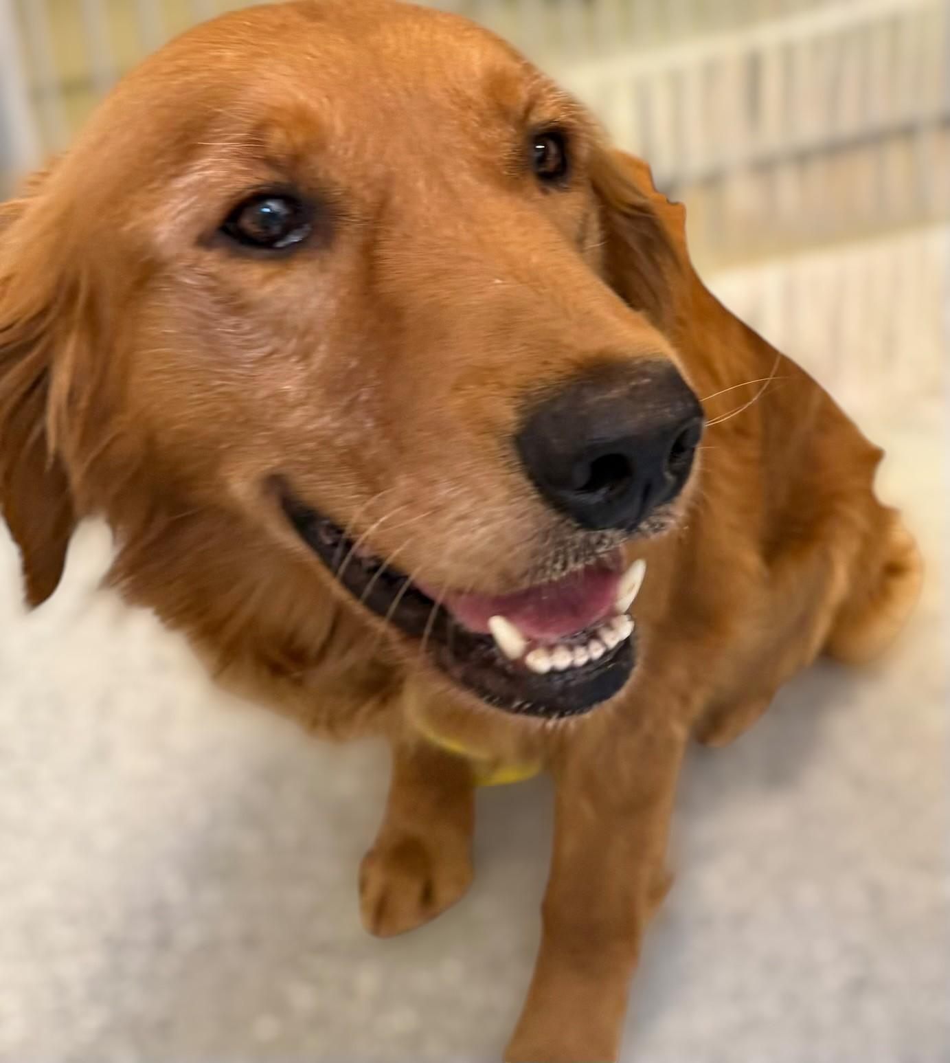 Allie-4 years old (Female)