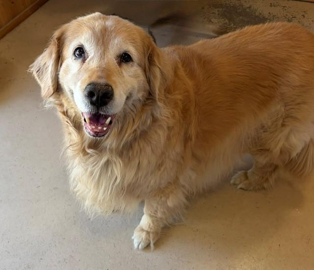 Honey-12 years old (Female) - Image 4