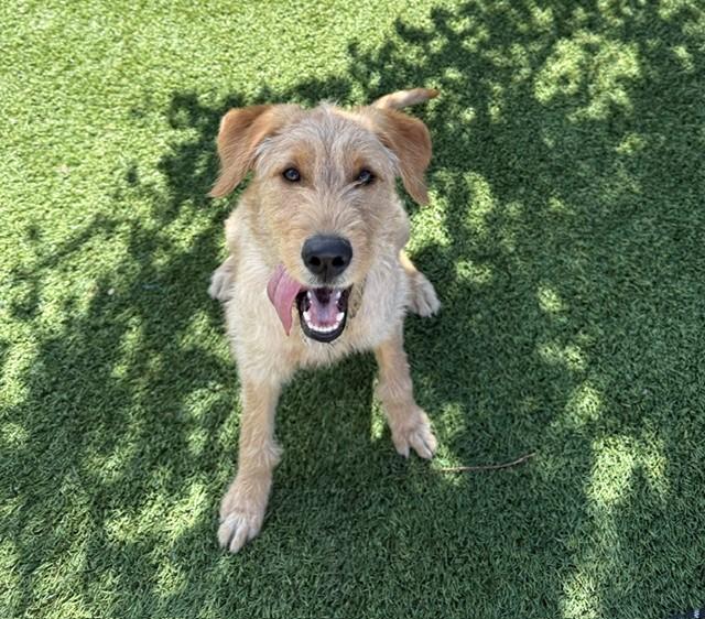 Paisley-6 months old-Female (Doodle mix) - Image 10