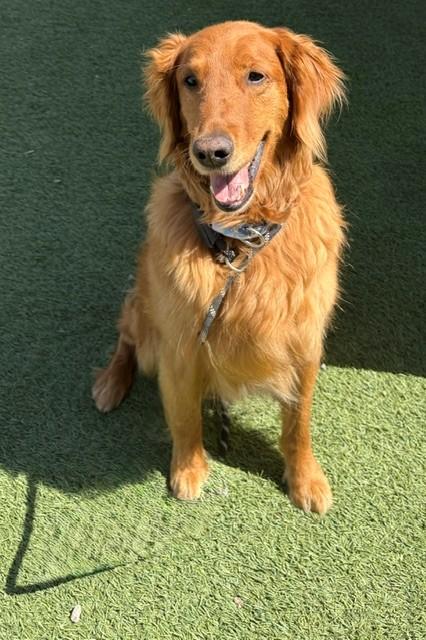 Kiva-9 years old - Image 4