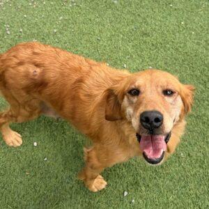 Penelope-9 years old (Female)