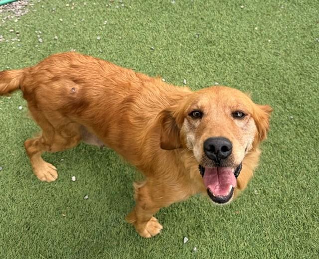 Penelope-9 years old (Female)
