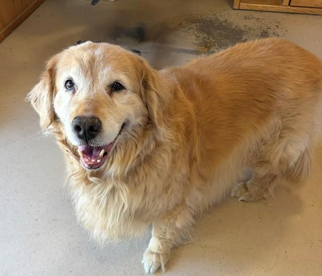 Honey-12 years old (Female) - Image 5