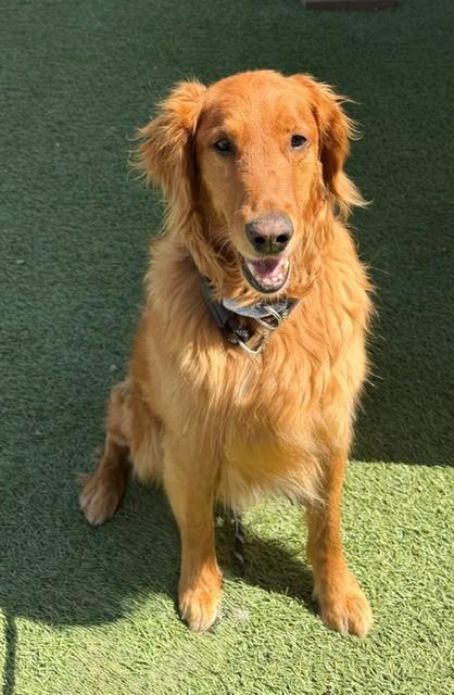 Kiva-9 years old - Image 5