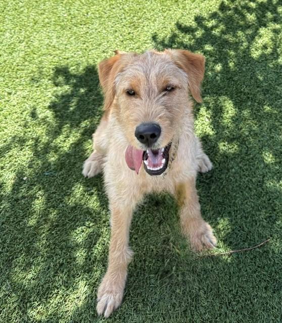 Paisley-6 months old-Female (Doodle mix) - Image 2