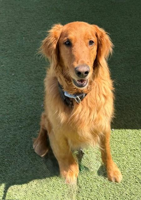 Kiva-9 years old - Image 6