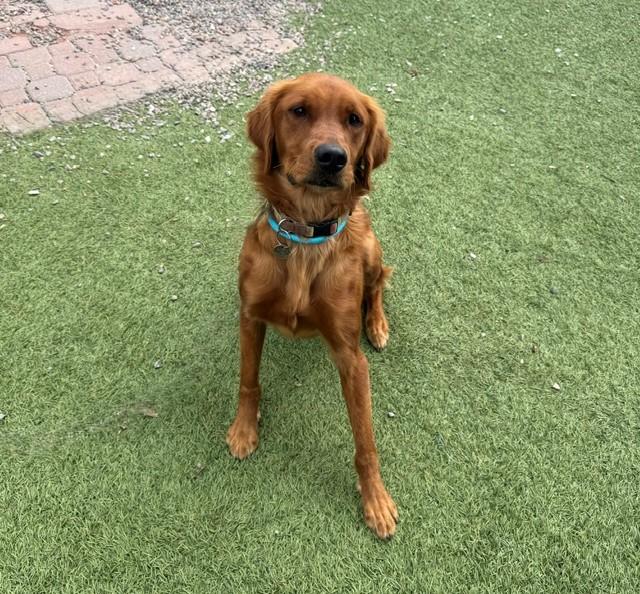 Niko-1.5 years old (Male)