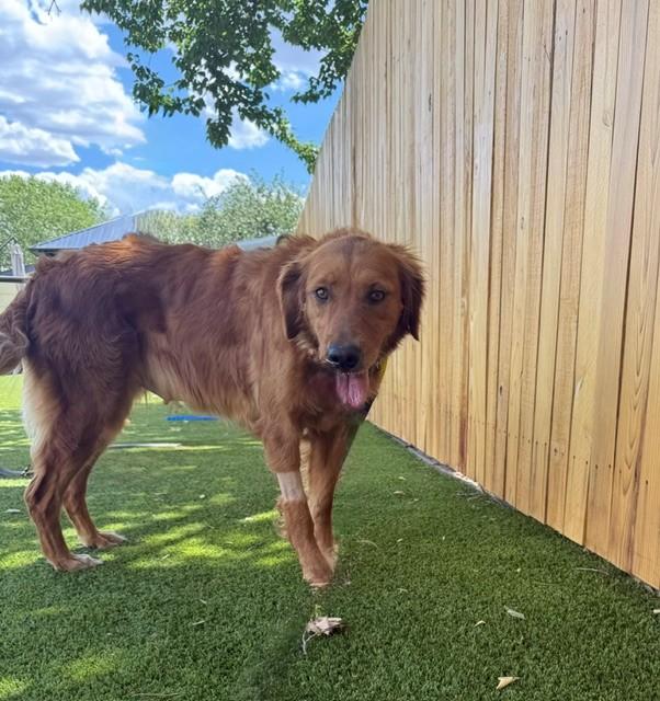 Abby-4 years old (Female) - Image 7