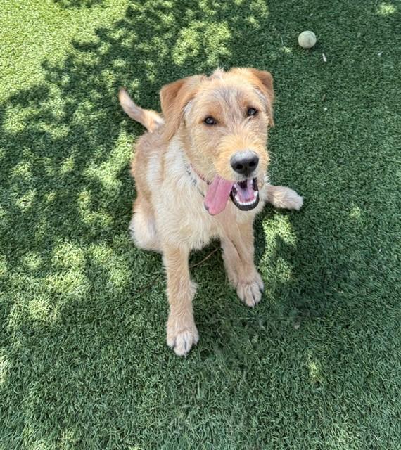 Paisley-6 months old-Female (Doodle mix) - Image 3